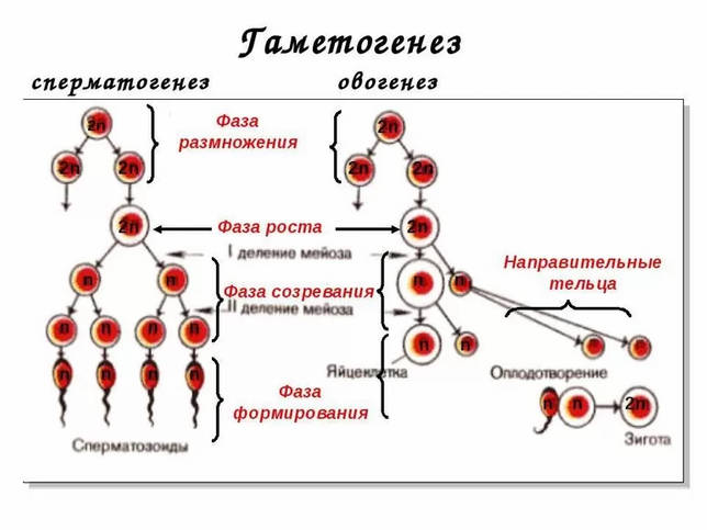 Биологические особенности гаметогенеза у млекопитающих и растений